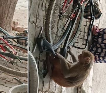 बंदर बना साइकिल मिस्त्री... पंचर बनाते 'उस्ताद' का वीडियो देख लोग बोले- काम करेगा तभी तो खाएगा