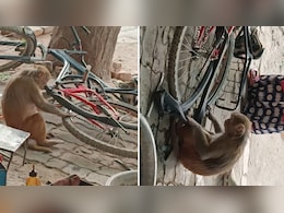 बंदर बना साइकिल मिस्त्री... पंचर बनाते 'उस्ताद' का वीडियो देख लोग बोले- काम करेगा तभी तो खाएगा