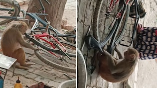 बंदर बना साइकिल मिस्त्री... पंचर बनाते 'उस्ताद' का वीडियो देख लोग बोले- काम करेगा तभी तो खाएगा
