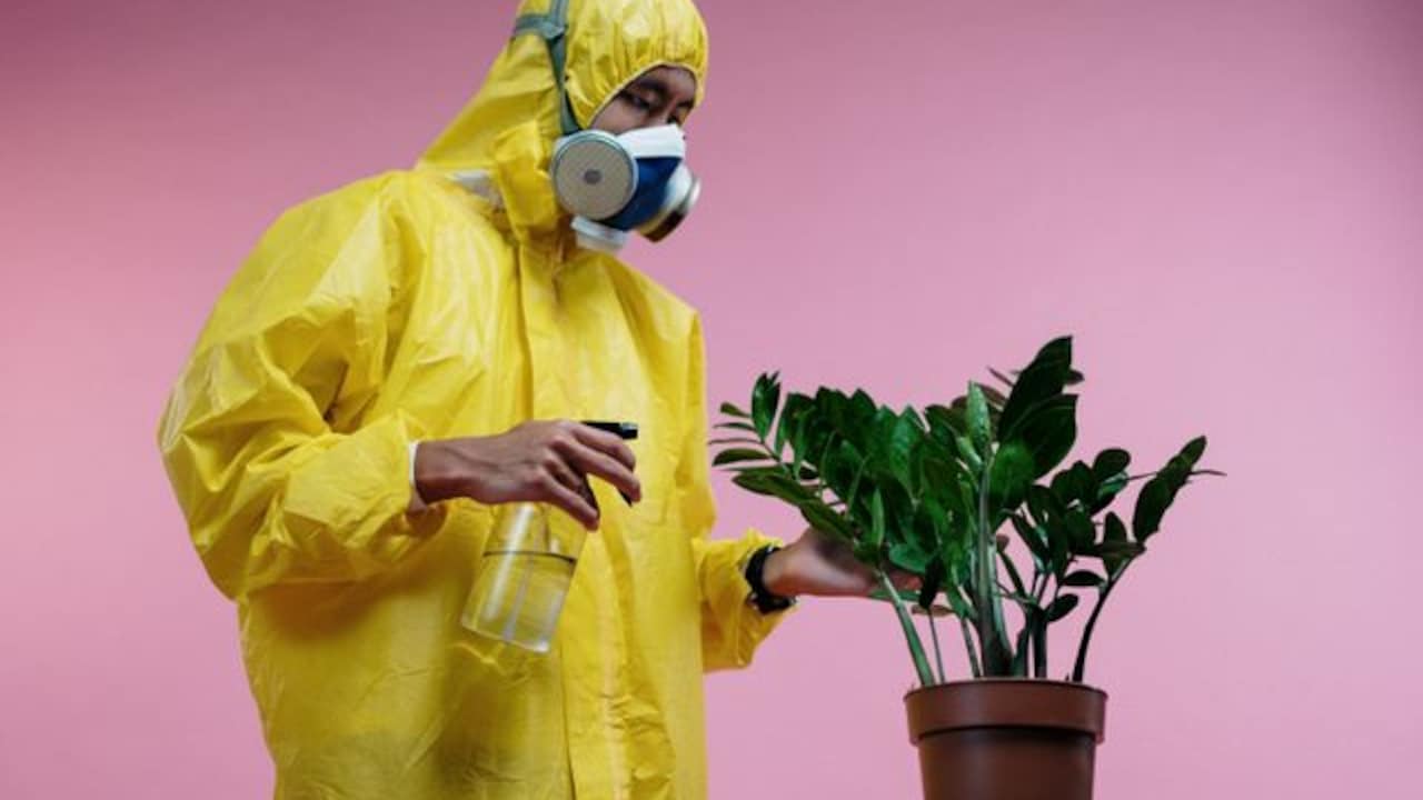 Must-try plant insecticides for a happy and healthy garden at home Must-try plant insecticides for a happy and healthy garden at home