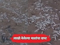 Palghar News: पालघरच्या समुद्रकिनाऱ्यावर लाखो मेलेल्या माशांचा खच! मच्छीमारांचं थेट पंकजा मुंडे यांना पत्र