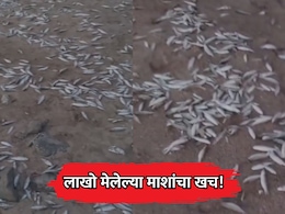Palghar News: पालघरच्या समुद्रकिनाऱ्यावर लाखो मेलेल्या माशांचा खच! मच्छीमारांचं थेट पंकजा मुंडे यांना पत्र