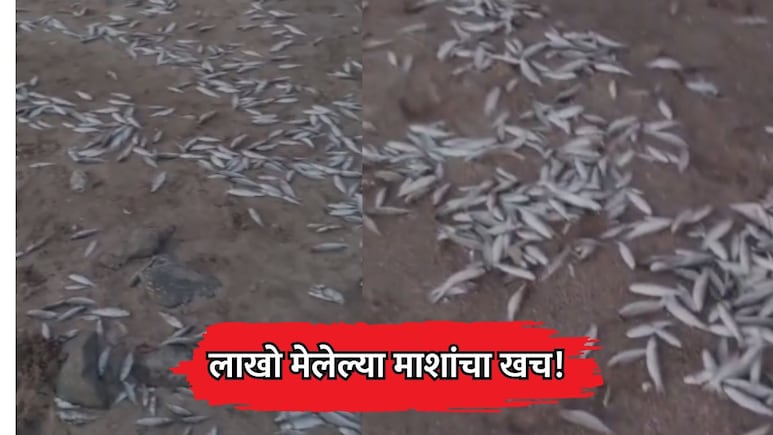 Palghar News: पालघरच्या समुद्रकिनाऱ्यावर लाखो मेलेल्या माशांचा खच! मच्छीमारांचं थेट पंकजा मुंडे यांना पत्र