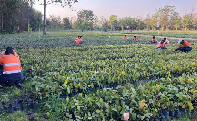 Adani Plants 1.6 Million Trees To Turn Chhattisgarh Coal Mine Green