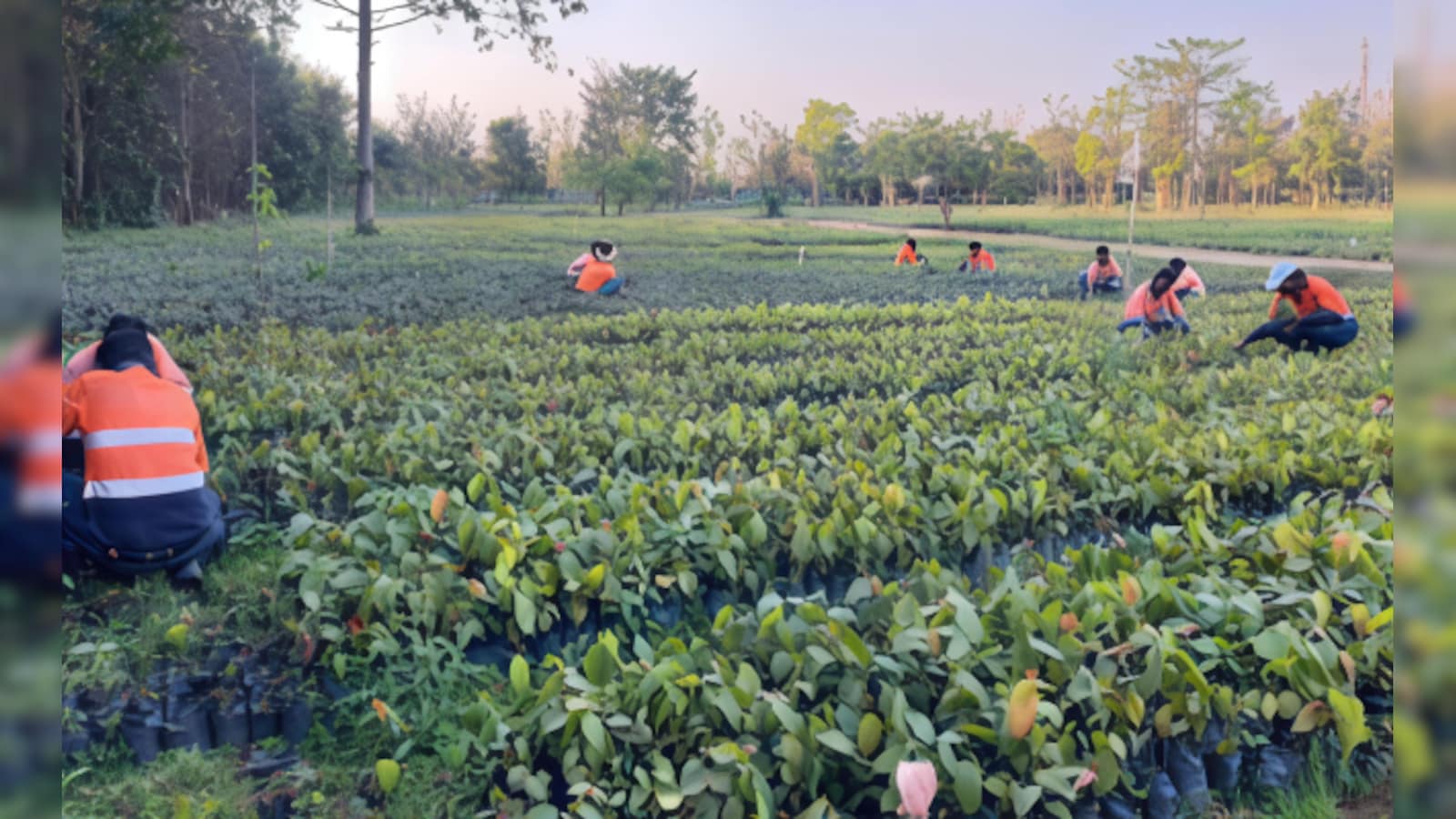 Adani Plants Over 1.6 Million Trees to Restore Chhattisgarh Coal Mine