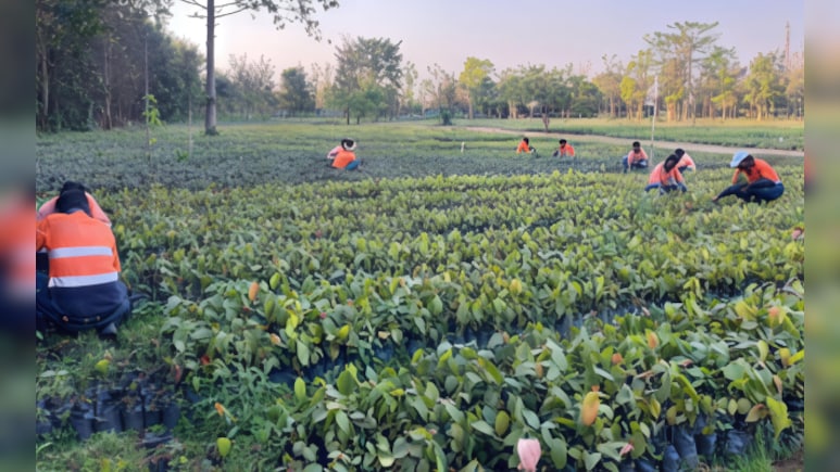 Adani Plants 1.6 Million Trees To Turn Chhattisgarh Coal Mine Green