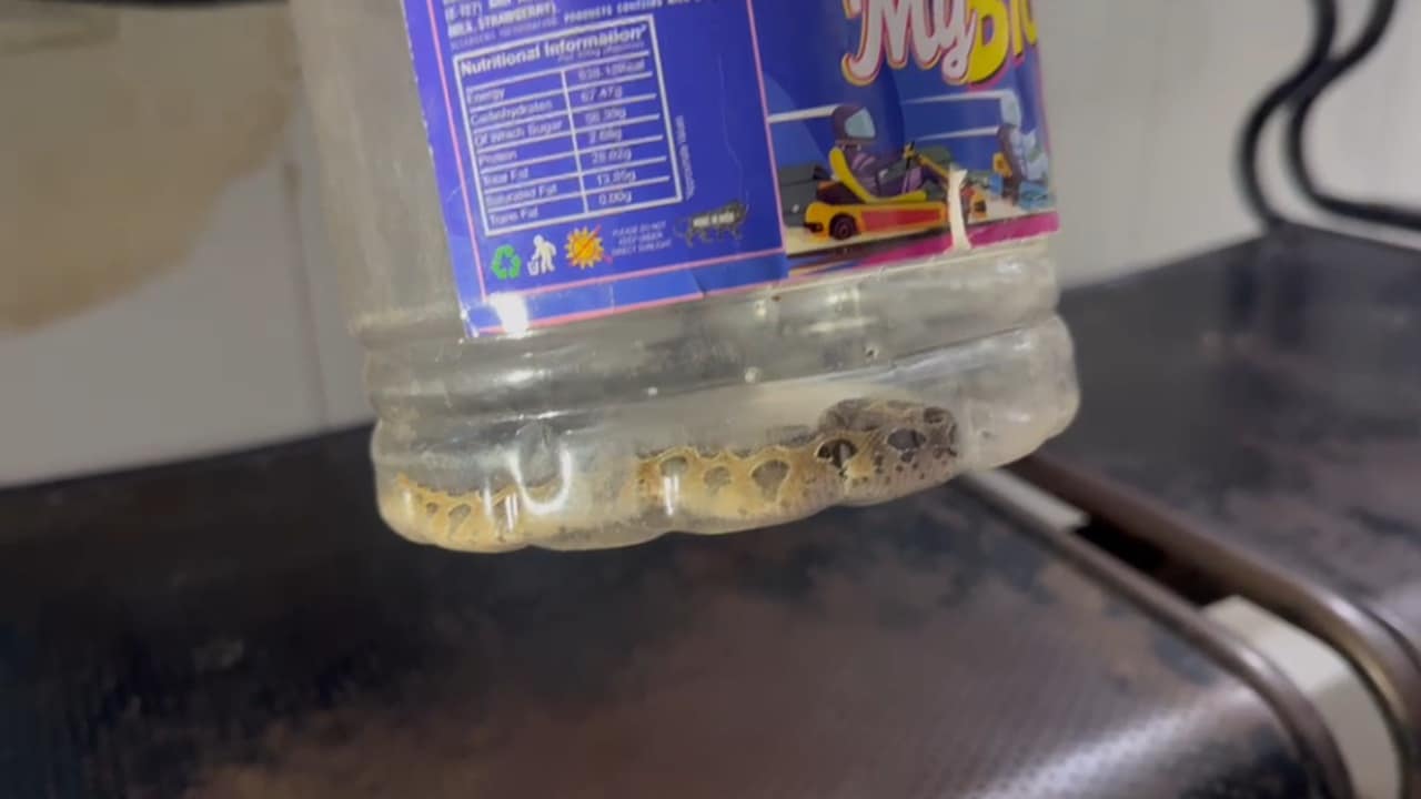 odisha malkangiri woman bitten by snake brings live snake to hospital