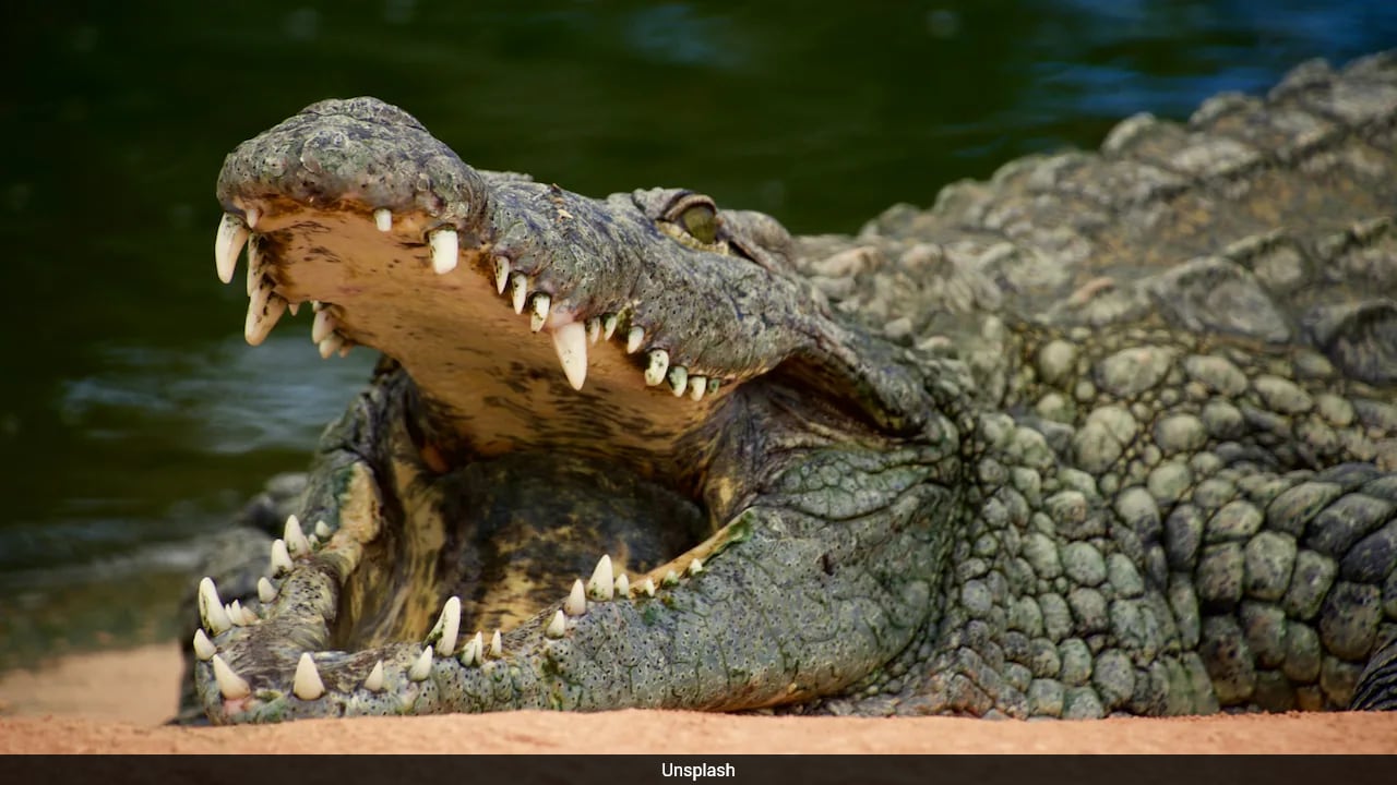 Why the Crocodile Pit Incident at a UK Zoo Changes How We Think About Public Safety