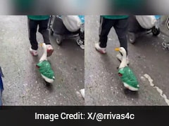 Watch: Duck Wearing Mexico Jersey During FIFA World Cup Goes Viral