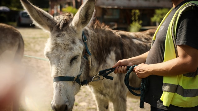 Patients Find Help With Therapy Donkeys At Psychiatric Hospital Near Paris