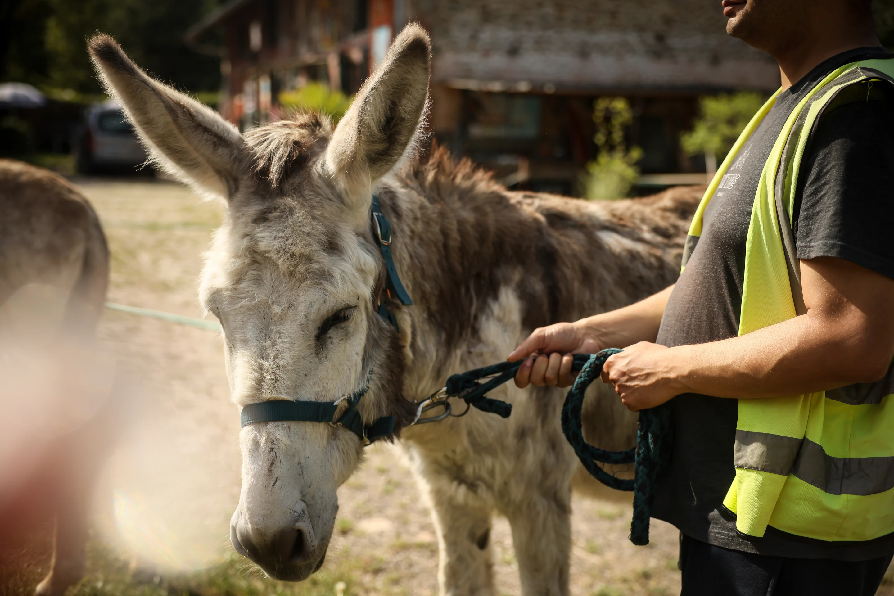 Patients Find Help With Therapy Donkeys At Psychiatric Hospital Near Paris