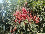 First Shipment Of Assam's GI-Tagged Litchis Exported To Dubai And Singapore First Shipment Of Assam's GI-Tagged Litchis Exported To Dubai And Singapore