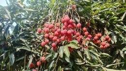 First Shipment Of Assam's GI-Tagged Litchis Exported To Dubai And Singapore