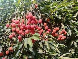 First Shipment Of Assam's GI-Tagged Litchis Exported To Dubai And Singapore