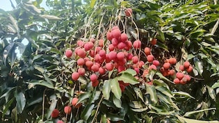 First Shipment Of Assam's GI-Tagged Litchis Exported To Dubai And Singapore