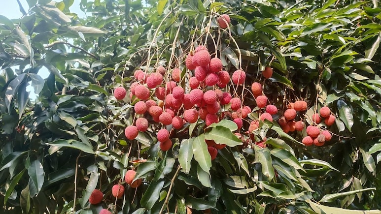 First Shipment Of Assam's GI-Tagged Litchis Exported To Dubai And Singapore