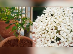 मोगरे के फूलों से भर जाएगा पौधा और महक उठेगा घर, बस अपनाएं गार्डनिंग एक्सपर्ट का ये सीक्रेट