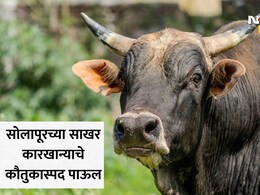 Solapur News: कौतुकास्पद! सोलापुरातील 'या' साखर कारखान्यात मोठी क्रांती, बैलांबाबत घेतला महत्त्वाचा निर्णय