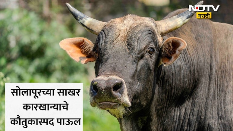 Solapur News: कौतुकास्पद! सोलापुरातील 'या' साखर कारखान्यात मोठी क्रांती, बैलांबाबत घेतला महत्त्वाचा निर्णय