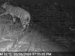 Tiger Takes Over Madhya Pradesh's Raisen Fort Hill, Tourist Entry Shut