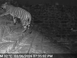 Tiger Takes Over Madhya Pradesh's Raisen Fort Hill, Tourist Entry Shut