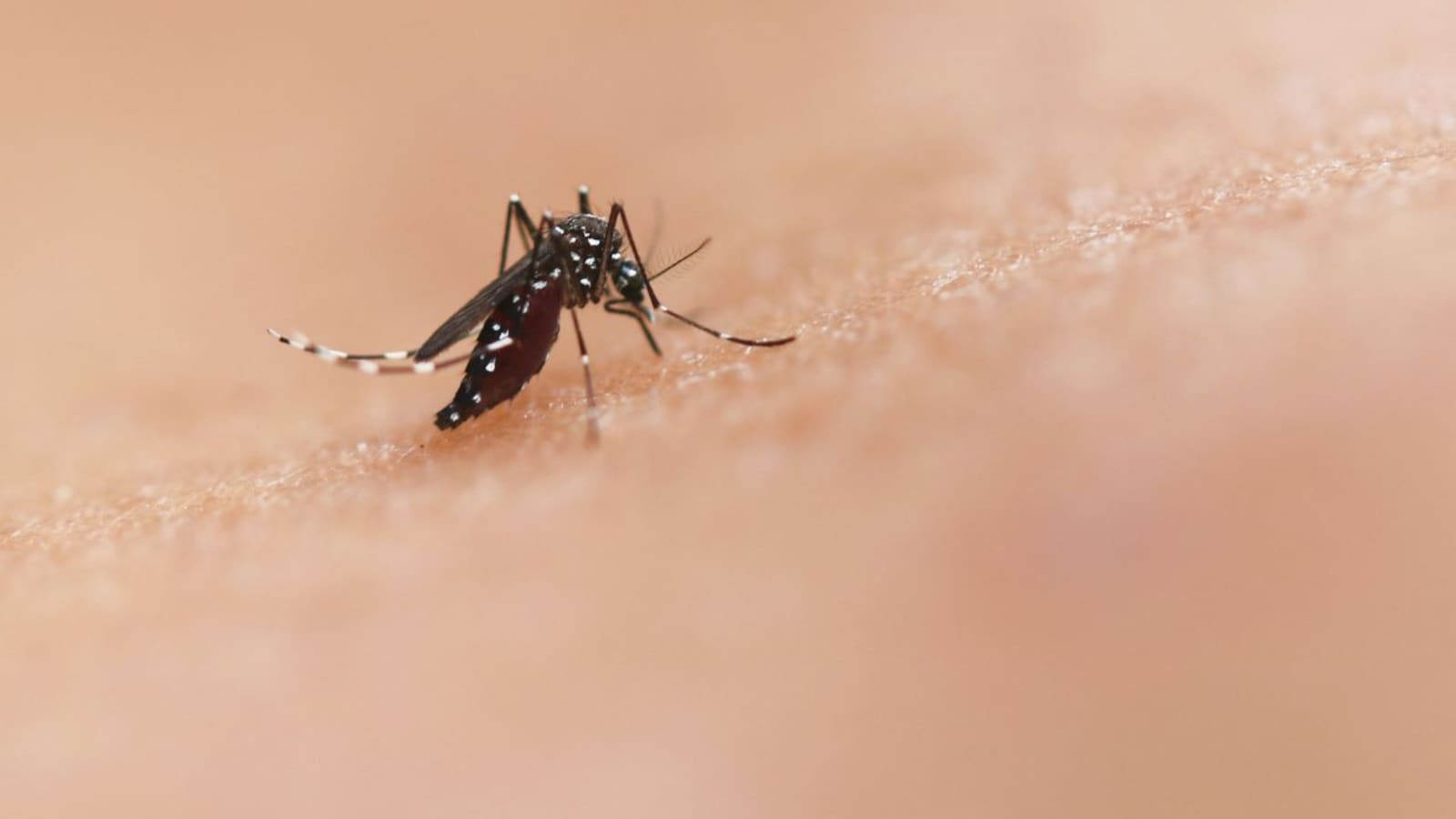 Mosquito Bites Can Cause Brain Inflammation