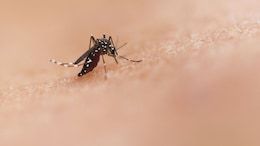 How A Mosquito Bite Can Lead To Brain Inflammation: Expert Explains