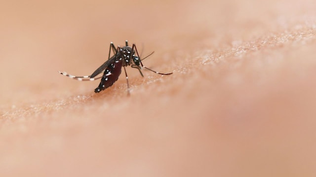 Usutu virus has been detected in Scotland and is raising alarm