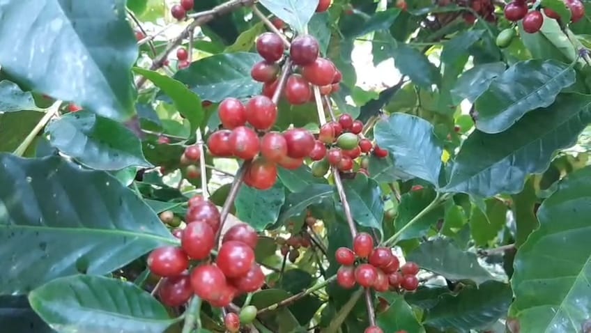 Kukru Coffee Estate Betul: कॉफी का पौधा