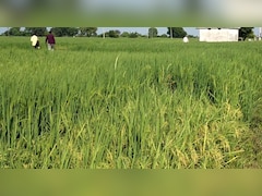 व‍िदेशों में महका झालावाड़ का बासमती चावल, ईरान, इराक और यूएई में बढ़ी मांग तो क‍िसान मालामाल 
