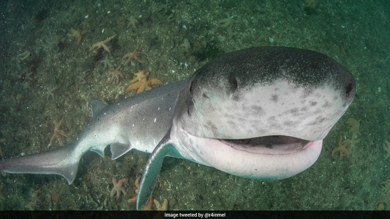 31-Year-Old Diver Survives After Being Bitten By Nearly 7-Foot Shark In Australia