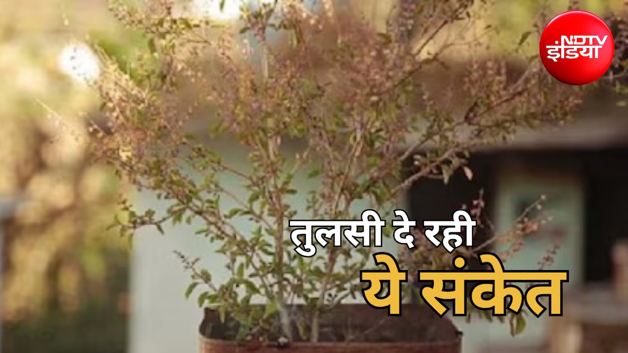 Tulsi Vastu Tips: बार-बार सूख रही है तुलसी? नजरअंदाज न करें ये संकेत, जानें उपाय