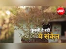 Tulsi Vastu Tips: बार-बार सूख रही है तुलसी? नजरअंदाज न करें ये संकेत, जानें उपाय