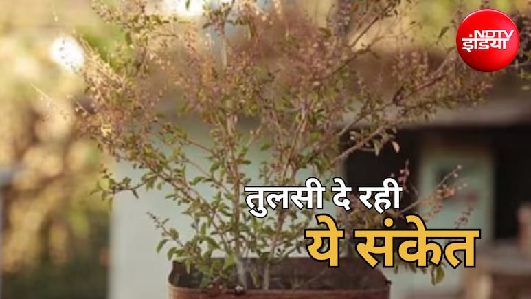Tulsi Vastu Tips: बार-बार सूख रही है तुलसी? नजरअंदाज न करें ये संकेत, जानें उपाय