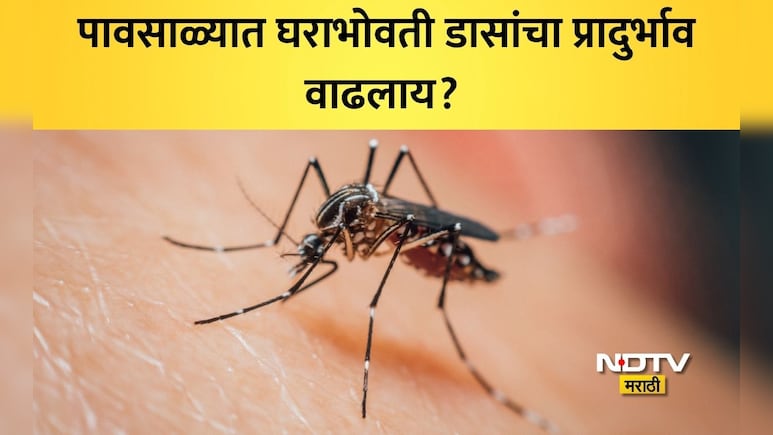 Mosquito Control: पावसाळ्यात घराला मच्छरपासून कसं वाचवावं? आजारांपासून दूर राहण्यासाठी फॉलो 'या' 5 टिप्स