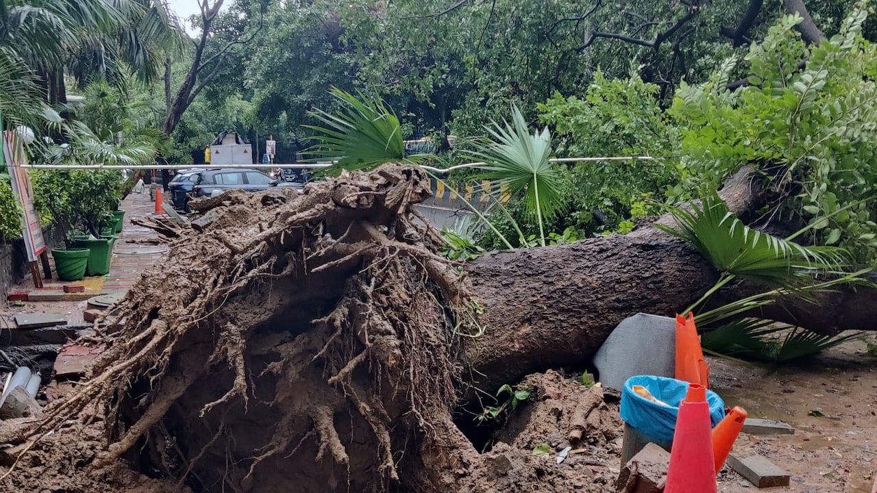 The tree that fell outside the Heart Institute The tree that fell outside the Heart Institute