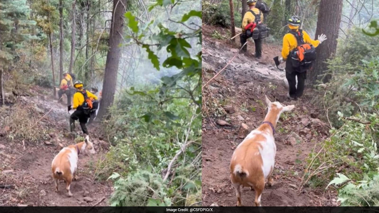 Goat Turns Unexpected Guide, Helps Firefighters Find Route To Wildfire In US