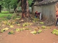 छत्तीसगढ़: कटहल बना ग्रामीणों का मुसीबत, गांव में घुस रहे हाथी; घर और फसल बचाने की जद्दोजहद में ग्रामीण