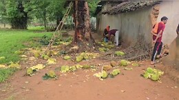 छत्तीसगढ़: कटहल बना ग्रामीणों का मुसीबत, गांव में घुस रहे हाथी; घर और फसल बचाने की जद्दोजहद में ग्रामीण