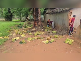 छत्तीसगढ़: कटहल बना ग्रामीणों का मुसीबत, गांव में घुस रहे हाथी; घर और फसल बचाने की जद्दोजहद में ग्रामीण