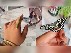 Chatgpt का ऐसा इस्तेमाल देखा क्या? लड़की ने AI की मदद से बचाई कैटरपिलर की जान, फिर हुआ ये 'चमत्कार'