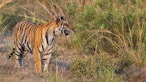 Tiger Grabs Madhya Pradesh Woman By Head, Drags Her For 300 Metres. She Dies