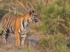 12 Best Places In India To See Tigers In Their Natural Habitat