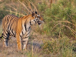 Tiger Grabs Madhya Pradesh Woman By Head, Drags Her For 300 Metres. She Dies