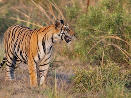 12 Best Places In India To See Tigers In Their Natural Habitat