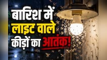 बारिश में कीड़ों को ऐसे भगाएं? ये रहा इन्हें भगाने का एक सीक्रेट फॉर्मूला