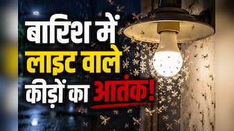 बारिश में कीड़ों को ऐसे भगाएं? ये रहा इन्हें भगाने का एक सीक्रेट फॉर्मूला