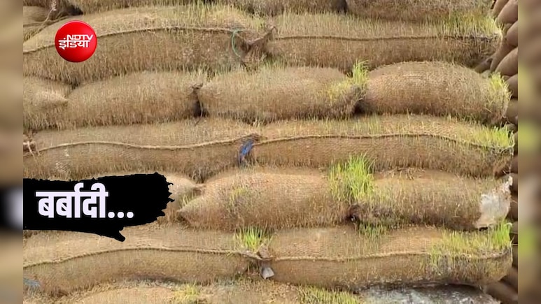 खुले आसमान के नीचे सड़ा हजारों क्विंटल धान! वेयरहाउस कॉरपोरेशन की लापरवाही से सरकारी अनाज में फूटी कोंपल