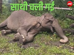 वायनाड में जंगली हथिनी और एक गांव की दोस्ती की बेमिसाल कहानी का अंत