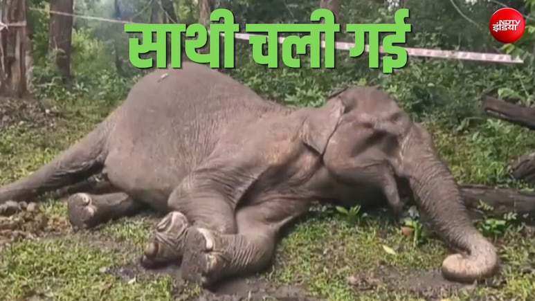 वायनाड में जंगली हथिनी और एक गांव की दोस्ती की बेमिसाल कहानी का अंत